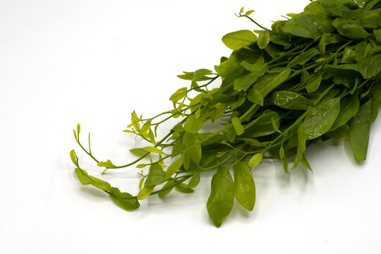 Star gooseberry or Sauropus androgynus is a shrub grown in some tropical regions as a leaf vegetable, isolated on white background, also known as katuk or sweet leaf (called Pak Waan in Thai)