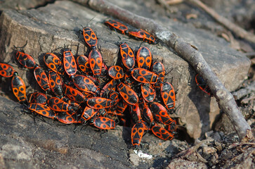 Soldier beetles are sitting on a tree stump. Many red beetles photographed close-up on a wooden stump in spring