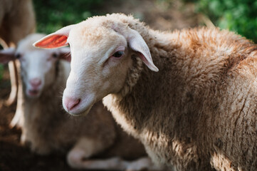 Naklejka na ściany i meble Cute young sheep and lambs in the Slovakia at the farm, detail of sheep,