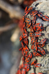 Soldier beetles are sitting on a tree stump. Many red beetles photographed close-up on a wooden stump in spring