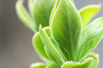 Spring has come, the first greenery. Nature wakes up. The first leaves are blooming on the branches. Warm days.