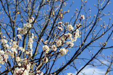 Beautiful cherry flowers blooming in springtime against a clear blue sky, blurred background focus on blooming.