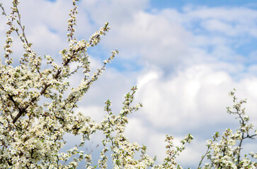 Beautiful spring bloom against a clear blue sky, blurred background. Selective focus on flowering.