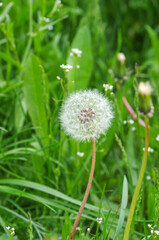 White dandelion against green grass background. Natural spring background. Beautiful dandelion flower with seeds in the field. 