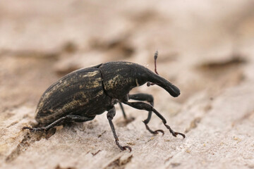 Closeup on an older mediterranean black Larinus weevil beetle siting on wood