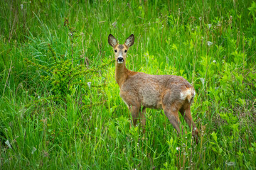 A single roe deer standing in the green grass