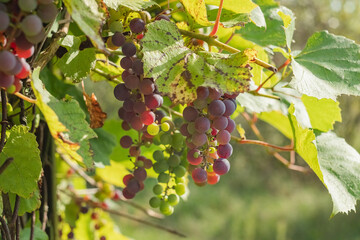Branches of purple grapes on the vine in the vineyard. Vineyard autumn harvest.