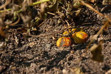 An old rotten red-orange tomato lies on the ground.