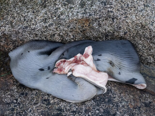 A seal skin on the docks of the fishing harbor of Narsaq, Southern Greenland. Seal hunting remains a key component of the greenlandic cuisine and inuit culture. - obrazy, fototapety, plakaty