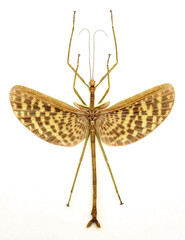 Phasma gigas (male)
Walking, Flying Stick Insect in White Background