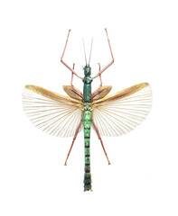 Megacrania spina (male)
Walking, Flying Stick Insect in White Background