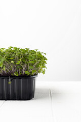 Fresh microgreens in black plastic container on white table