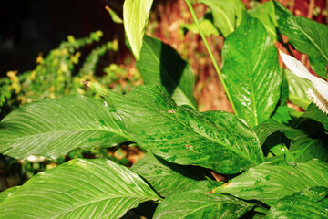 leaves in the garden