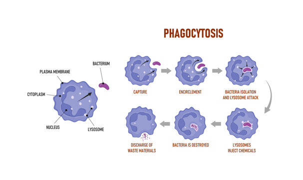 Phagocytosis. Neutrophil that uses its plasma membrane to engulf a bacterium. Educational immune system mechanism.