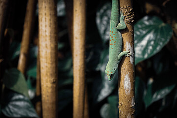 gecko, reptile, lizard on a tree