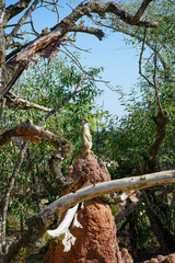 meerkat on guard with trees and blue sky