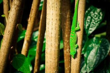 green bamboo forest and lizard on a tree