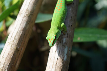 green lizard on a branch