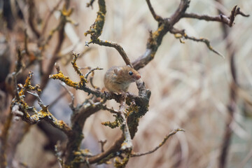 Mouse on a branch