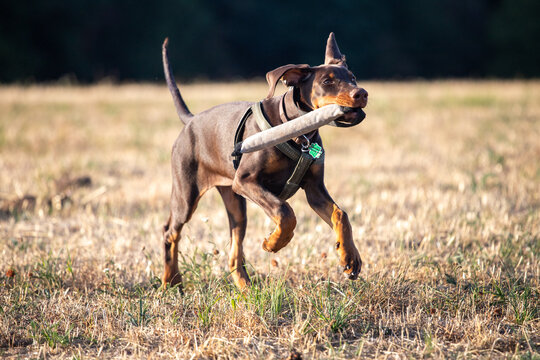 Junger Dobermann beim Spielen, brauner Dobermann Welpe