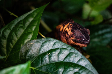 Chameleon (orange and black) on leaf in the rainforest