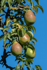 green pear on branch in the sun