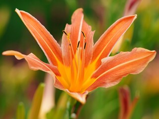 Orange lily in summer