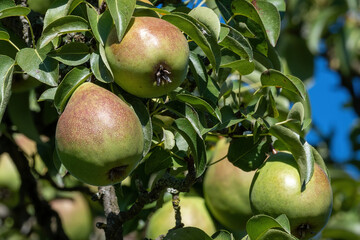 green pear on branch in the sun
