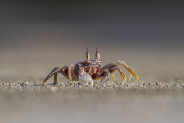 Horned ghost crab on the beach.