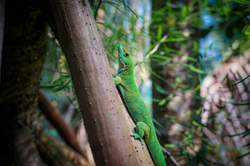 Fototapeta premium green lizard on a branch