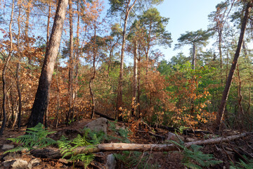 Fontainebleau forest after wildfire