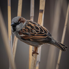 Berliner Spatz im Schilf