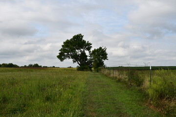 Path in a Farm Field Leading to a Lone Tree on a Hill