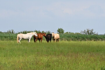 Horses in a Farm Field