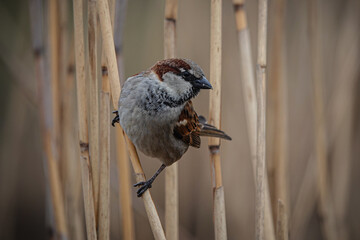 Berliner Spatz im Schilf