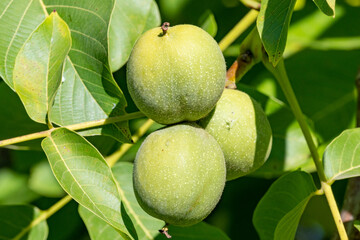 green walnut on a tree