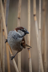 Berliner Spatz im Schilf