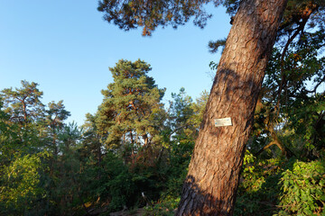 Forest sign of the Denecourt hiking path 2 in Fontainebleau forest