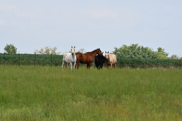 Horses in a Farm Field