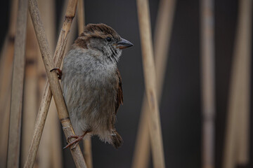 Berliner Spatz im Schilf