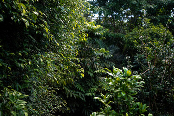 Forrest with leaves and plants everywhere - green moss on a tree