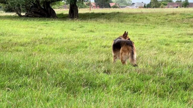 a black and tan german shepherd alsation bitch (Canis lupus familiaris) playing with a large fallen tree branch