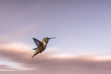 hummingbird in flight © Iktwo