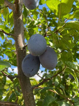 Pflaumen auf dem Baum. Zwetschgenbaum.