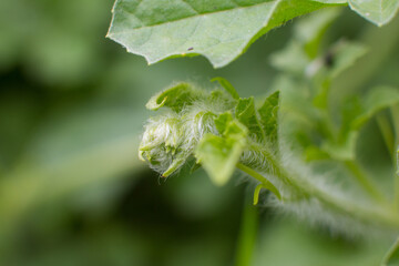 caterpillar on leaf