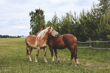 Obraz premium A heavy draft horse, horses with foals grazing in a meadow. A beautiful animal in the field in summer. A herd of horses in nature.