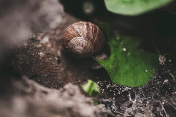 Snail on a leaf
