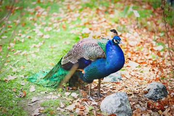 Fototapeta premium peacock in the park