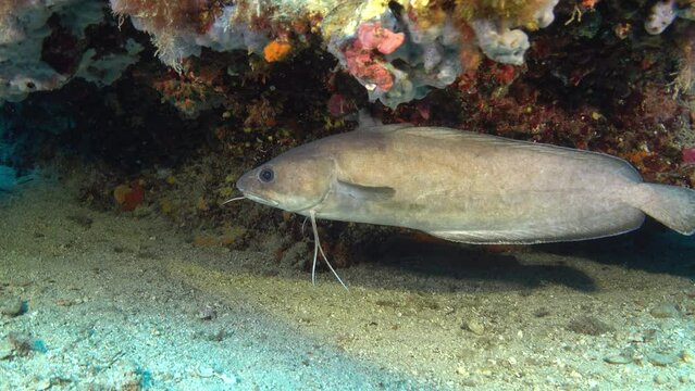 Greater Forkbeard fish in a sand seabed