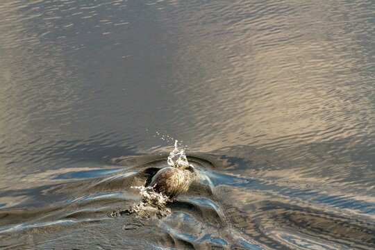 Ringed Seal In Canadian High Arctic